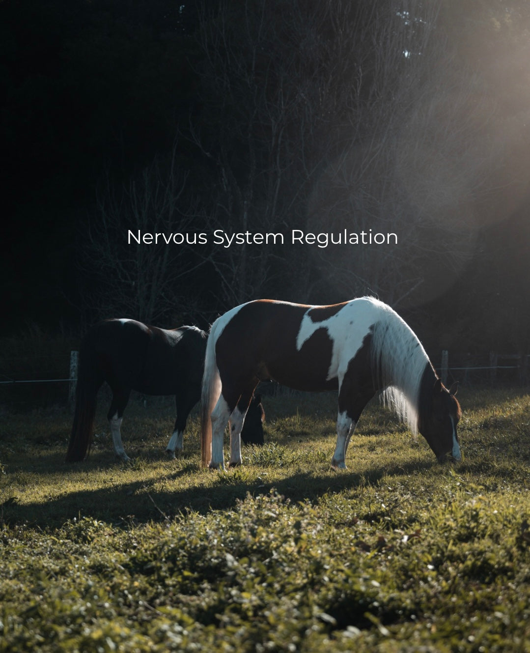YOUR HORSE’S NERVOUS SYSTEM MATTERS