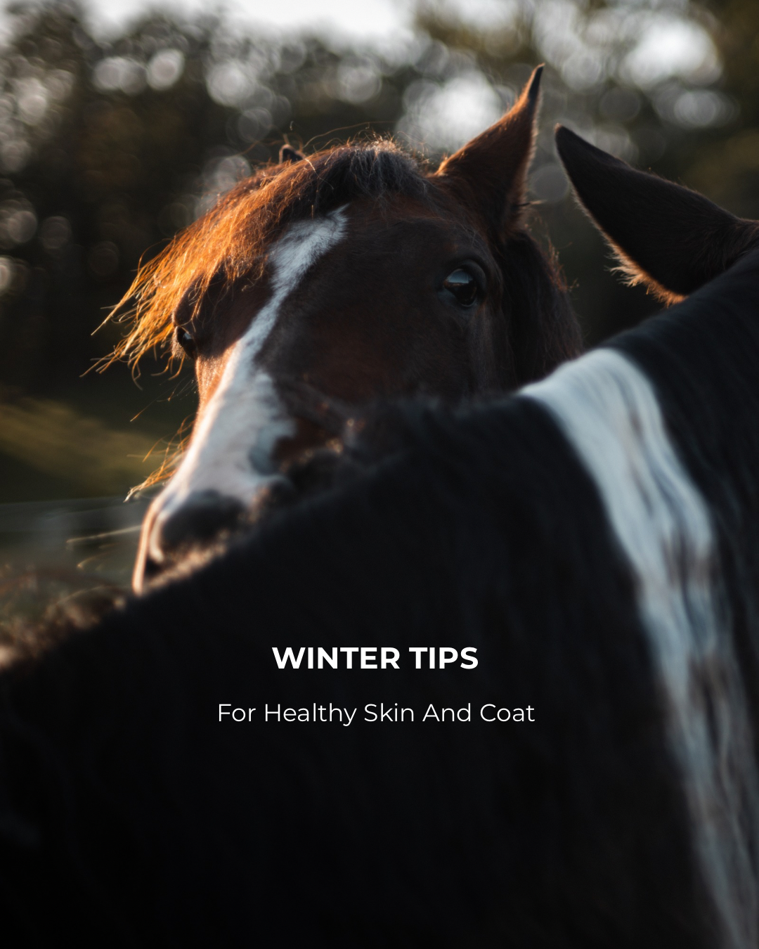 WINTER SKIN TIPS